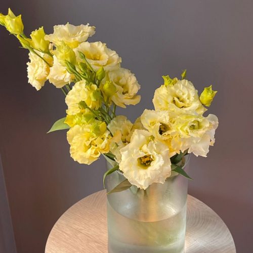 Эустома зеленая